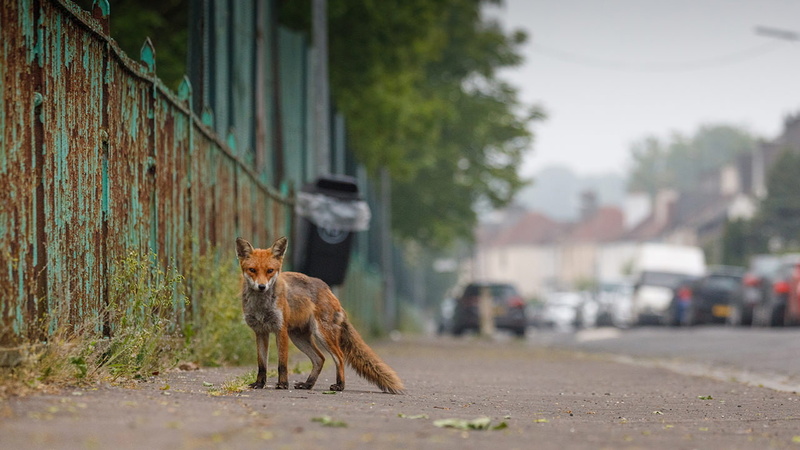 transportation, city, aggression, day, glasgow, architecture, nature, one animal, animals in the wild, domestic animals, vertebrate, urban, road, street