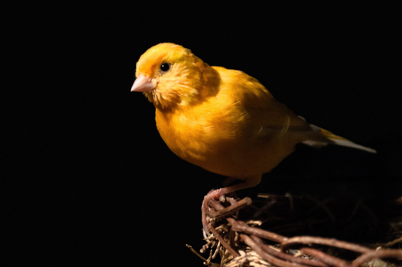 domesticated animals, indoors, vertebrate, yellow, full length, animal wildlife, studio shot, black, profile view, 4K, domestic animals, close-up, night