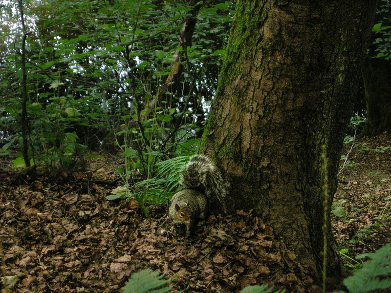 log, plant, botanical garden, land, animal themes, moss, nature, ground, scotland, vertebrate, green color, bark, day, tree, no people, green, earth, one animal