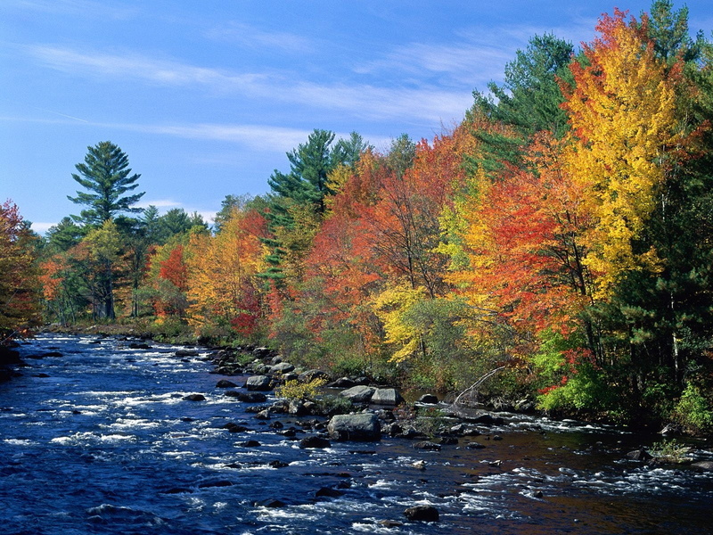 vermont, day, yellow, growth, forest, non-Urban Scene, beauty In Nature, travel, gold Colored, tranquility, water, orange Color, lush Foliage, stream, tranquil Scene
