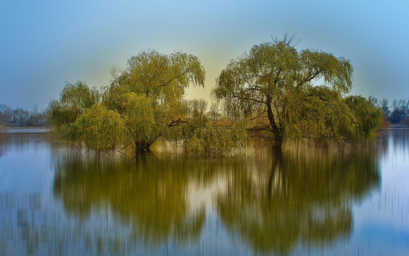 growth, scenics - nature, reflection lake, outdoors, tranquility, tranquil scene, computer desktop  full screen nature pics 1920x1200, idyllic, waterfront