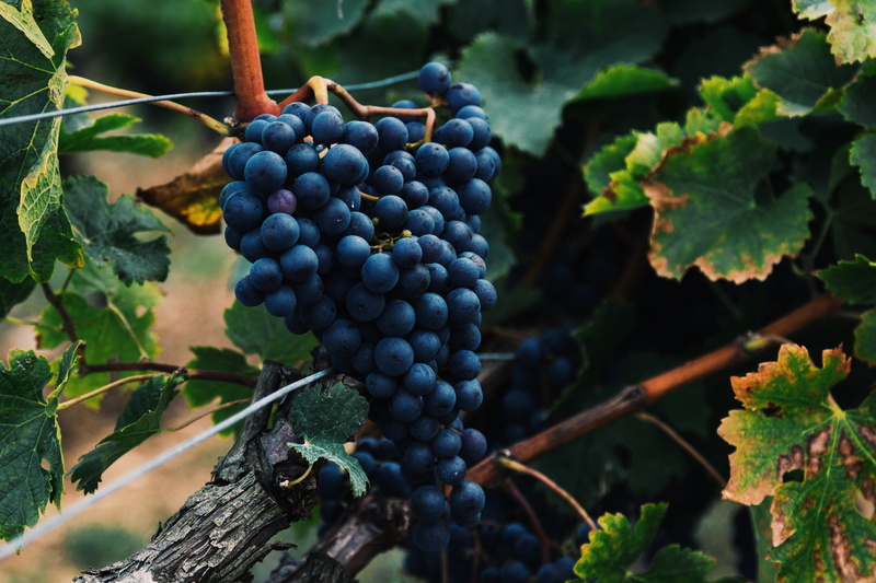 healthy eating, plant part, summer, berries, winemaking, industry, vine, fruit, wellbeing, crop, purple, harvesting, wine, field, leaf, organic, rural Scene