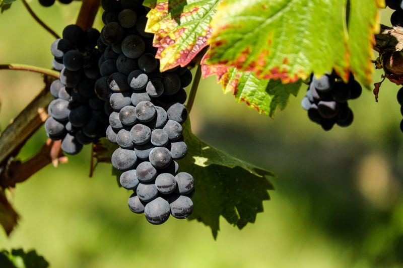cabernet Sauvignon Grape, fruit, blue, autumn, summer, wine, food, black, freshness, green Color, winery, no People, food and drink, 4K, vineyard, plantation