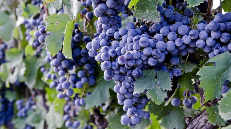fruit, 1080P, green Color, blue, grape, plant part, vineyard, healthy eating, red Grape, wellbeing, branch, cabernet Sauvignon Grape, bunch, winemaking