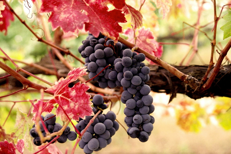 farm, red Grape, red, outdoors, grapes, food, wellbeing, crop, agriculture, leaf, plant part, berries, healthy eating, bunch, growth, fruit, freshness