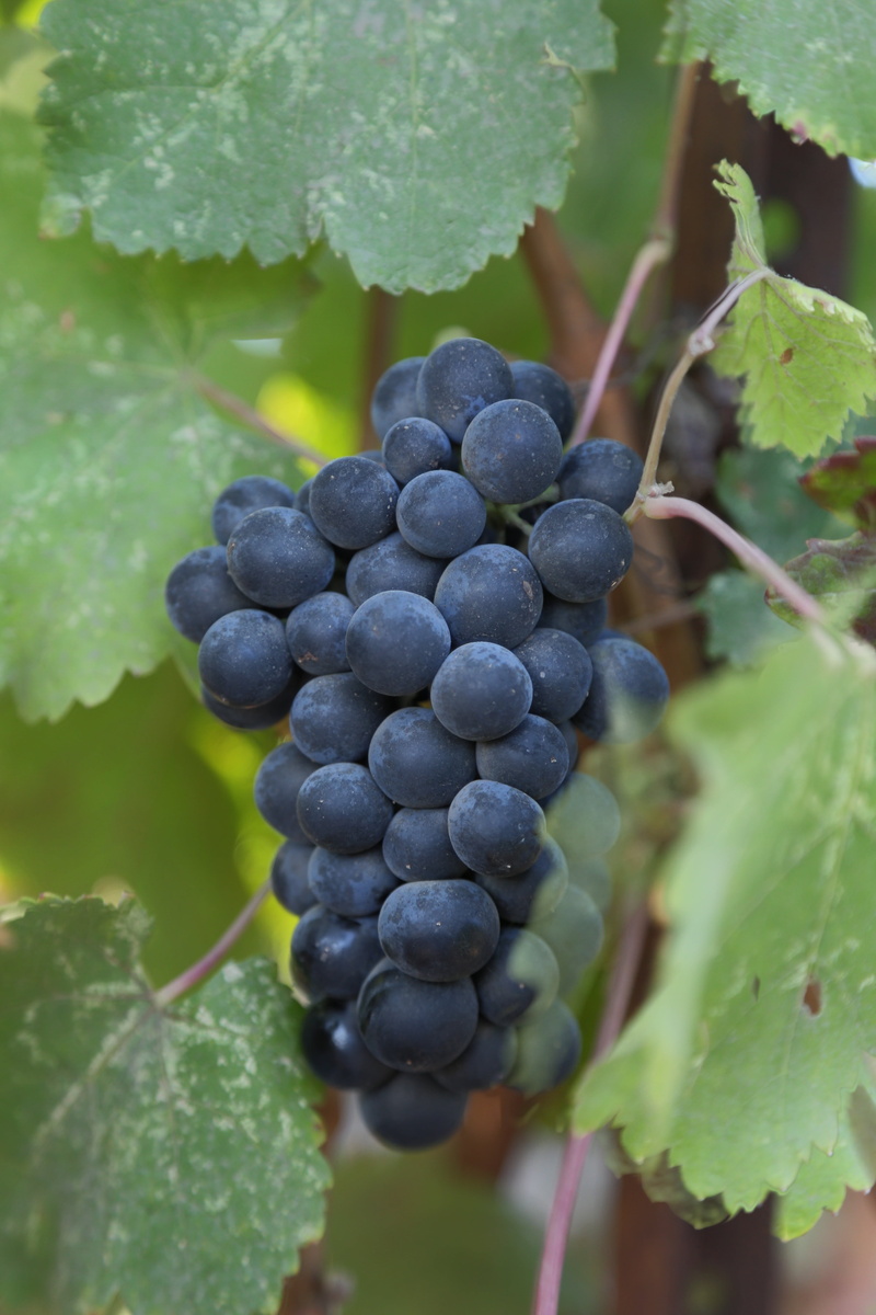 plant part, leaf, malbec, green, fruits, verdot, cabernet, western, winemaking, merlot, napa valley, vine, red, food and drink, plantation, grapes, organic