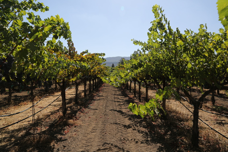 red, petit, agriculture, sauvignon, organic, winemaking, the way forward, footpath, grow, franc, petite verdot, wine, field, trees, grapes, winery, growth