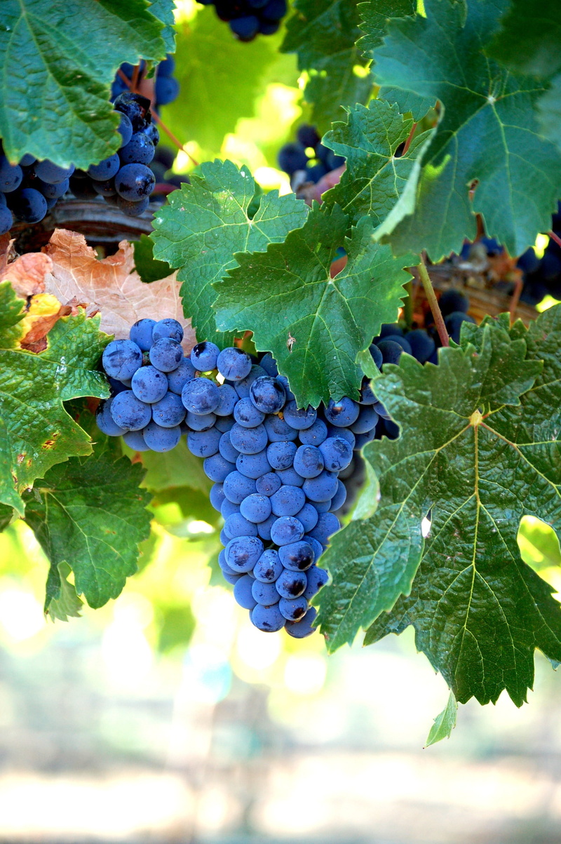 grapes, close-up, vine, fruit, agriculture, merlot, no people, grape, 2K, cluster, food and drink, ripe, wine, vine - plant, food, plant, day, nature