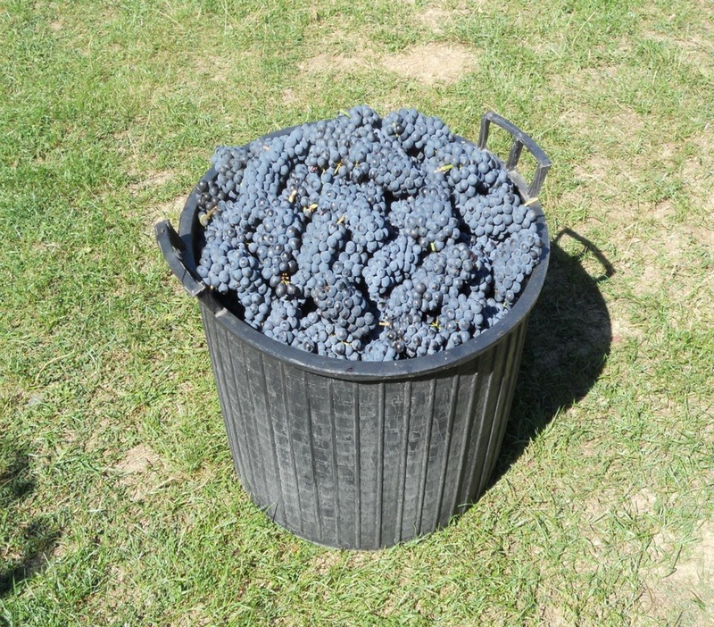 green color, metal, coal, day, growth, sunlight, freshness, merlot, container, land, harvest, no people, plant, field, black grapes, high angle view, outdoors