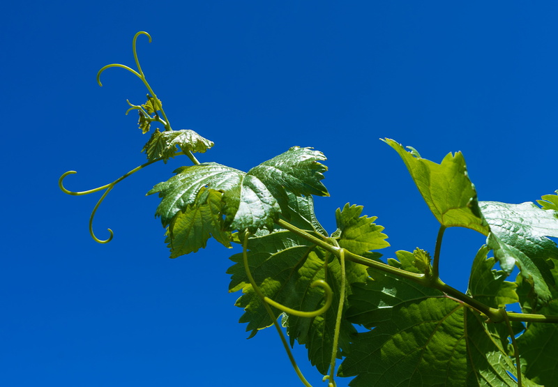 low angle view, red wine, healthy, cluster, green, parra, photography, fruit, tree, leaf, blue, focus, merlot, harvest, outdoors, clear sky, flower, growth