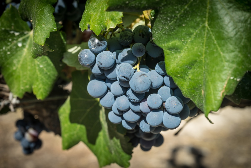 5K, food, grapes, burgundy, wine, rioja, winemaking, bunch, grape, berries, merlot, food and drink, freshness, plant part, day, healthy, fruit, tempranito