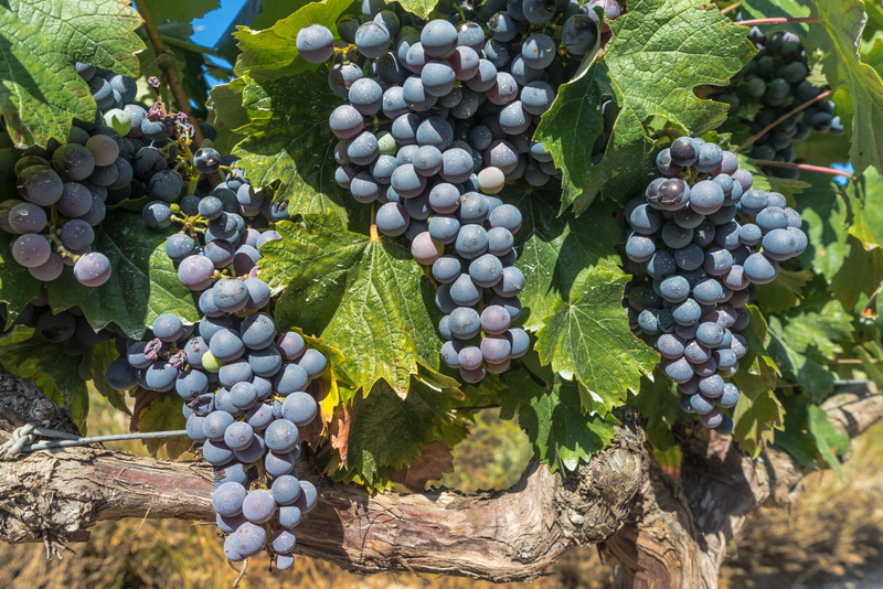 fruit, close-up, parra, freshness, tempranito, winemaking, no people, healthy, red wine, nature, leaves, harvest, wellbeing, green color, day, closeup