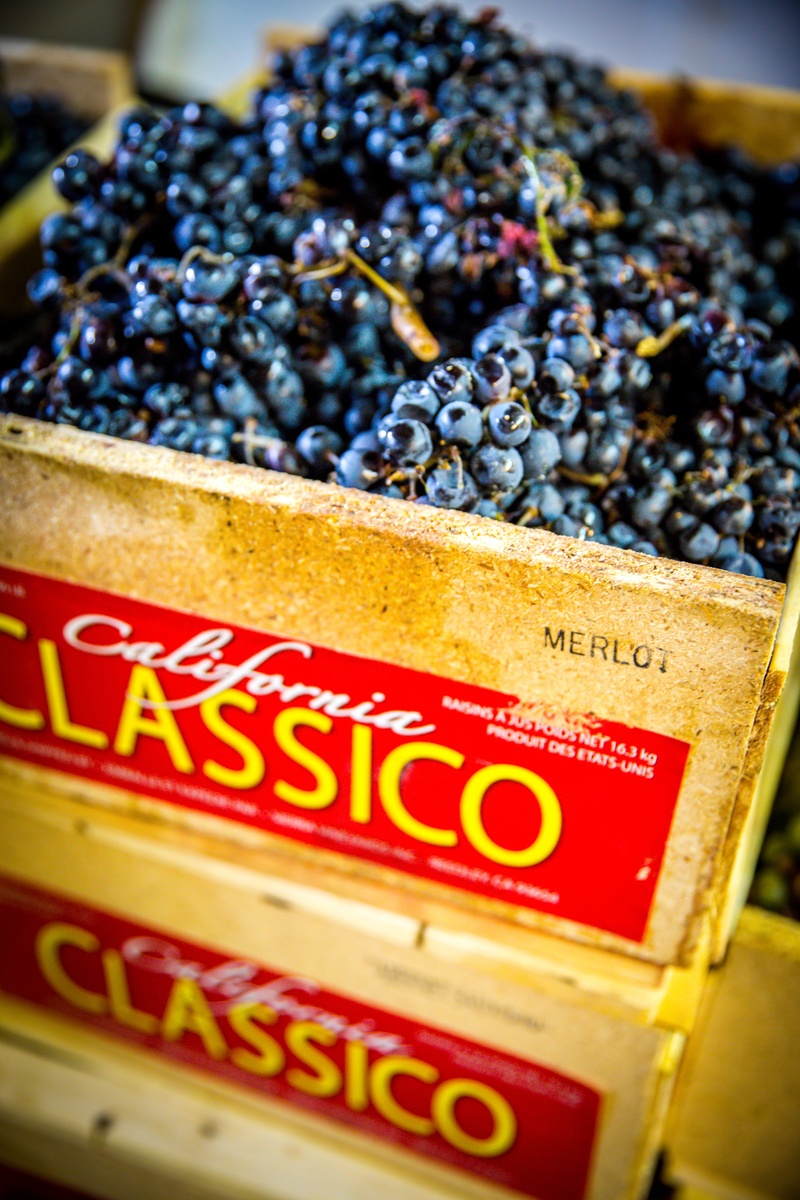 snack, wine, ripe, harvest, vineyard, wine making, cluster, close-up, high angle view, grapes, wellbeing, box, winery, text, food and drink, fruit, still life