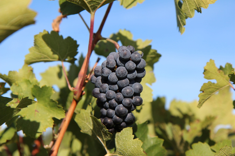 sunlight, focus on foreground, leaf, day, merlot wine, winemaking, beauty in nature, fruit, close-up, 5K, cluster grape, outdoors, plant part, green color