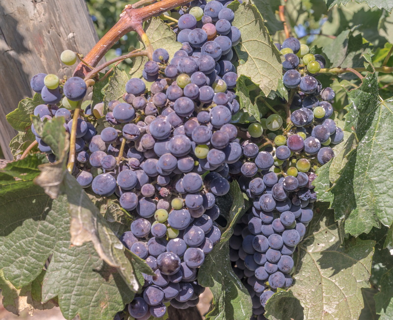 food, red wine, healthy, cabernet, agriculture, bunch, food and drink, Grapes, growth, nature, plantation, Harvest, cultivation, Parra, close-up, 5K, healthy eating