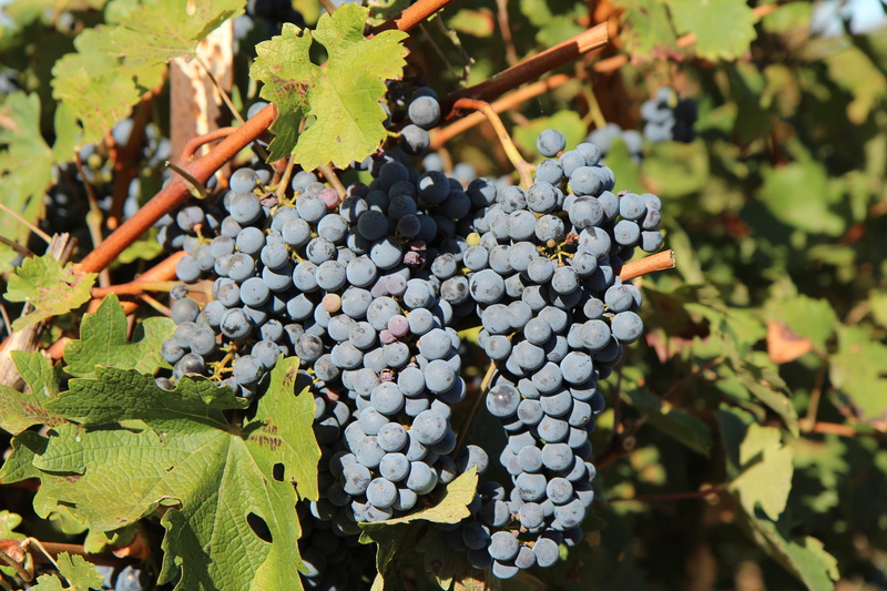 outdoors, nature, vineyard, plant, agriculture, green color, 5K, growth, no people, fruit, healthy eating, food and drink, plantation, freshness, merlot wine