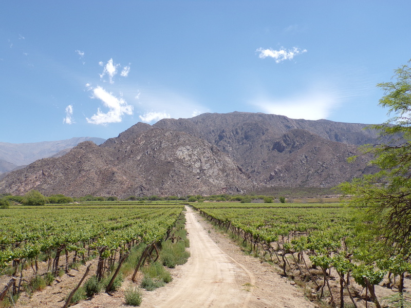 nature, plant, winemaking, dirt road, landscape, road, environment, tranquility, sky, agriculture, diminishing perspective, the way forward, tranquil scene