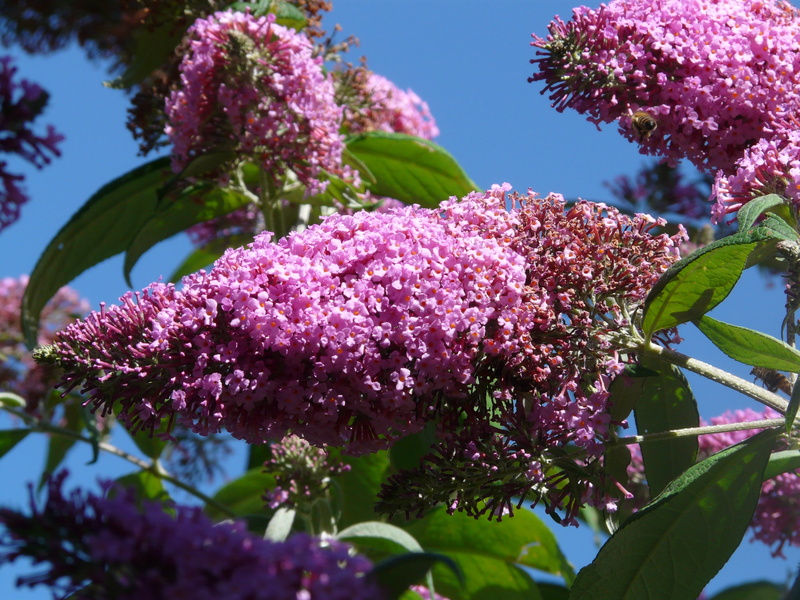 leaf, nature, 2K, growth, close-up, flowering plant, blossom, cherry tree, purple, day, beauty in nature, pink, bunch of flowers, butterfly bush, buddleja
