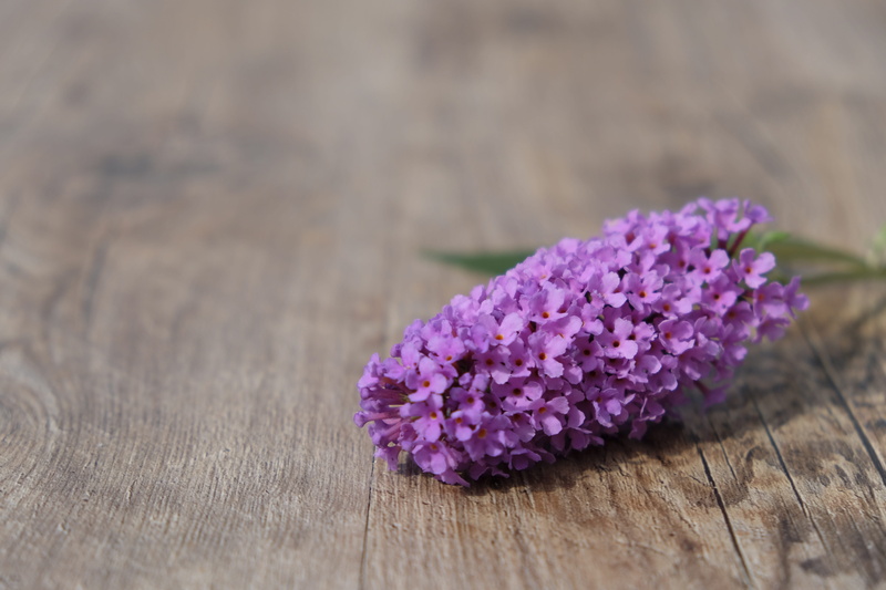 flower head, flower arrangement, brown, purple, selective focus, wooden, focus on foreground, surface, table, beauty in nature, wood grain, petal, 5K