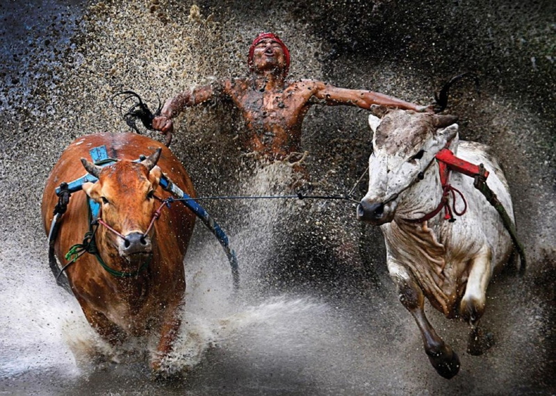 bull, cow, people, spalsh, wei seng chen, drops, 1080P, animals