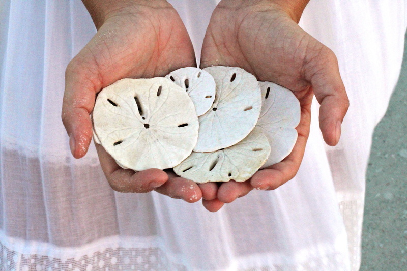 ocean, resort, 5K, florida, relax, sand dollars, hands cupped, destination, calm, tranquility, afternoon, shell, food and drink, beach, coast, human Hand
