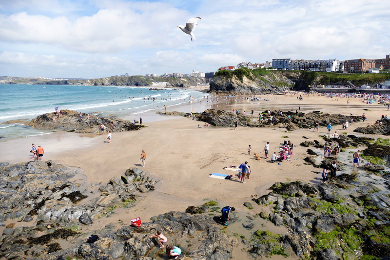 white, newquay, vertebrate, united, summer, bay, nature, sun, north, blue, animal, sea, animal wildlife, travel, 4K, animals in the wild, coastal, tourism