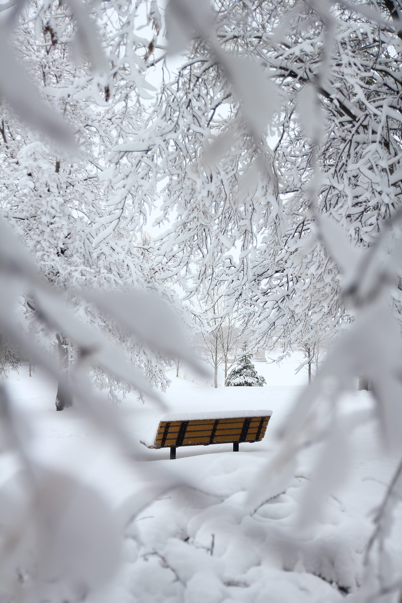 frosty, no people, bench, snow capped, winter, 5K, outdoors, cold temperature, park, ice, icee, covering, top, zing, scenic, selective focus, white color