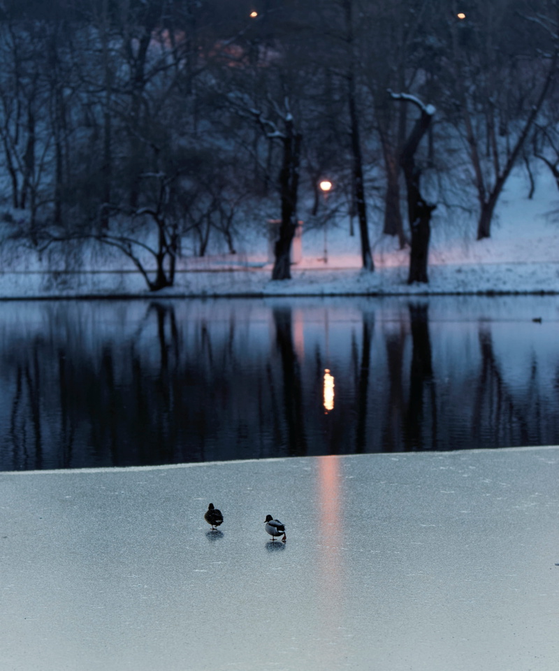 beauty in nature, electric lights, landscape, lights, season, weather, night scene, body of water, plant, water, trees, waterfront, scenic, zing, white
