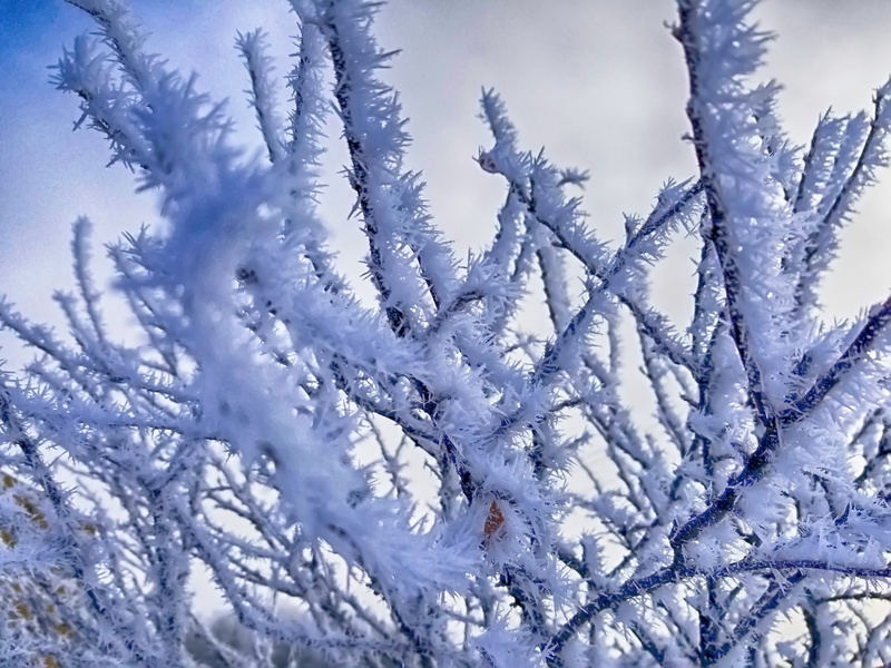 icy tree, snow, no people, winter, tranquility, white, day, coated, growth, plant, 4K, cold, close-up, nature, frosty weather, ice, winter wonderland