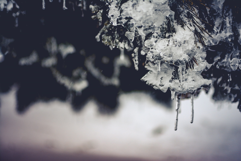 focus, scene, black and white, frost, blur, focus on foreground, snow, extreme weather, ice, blurred background, zing, beauty in nature, icy, black, white