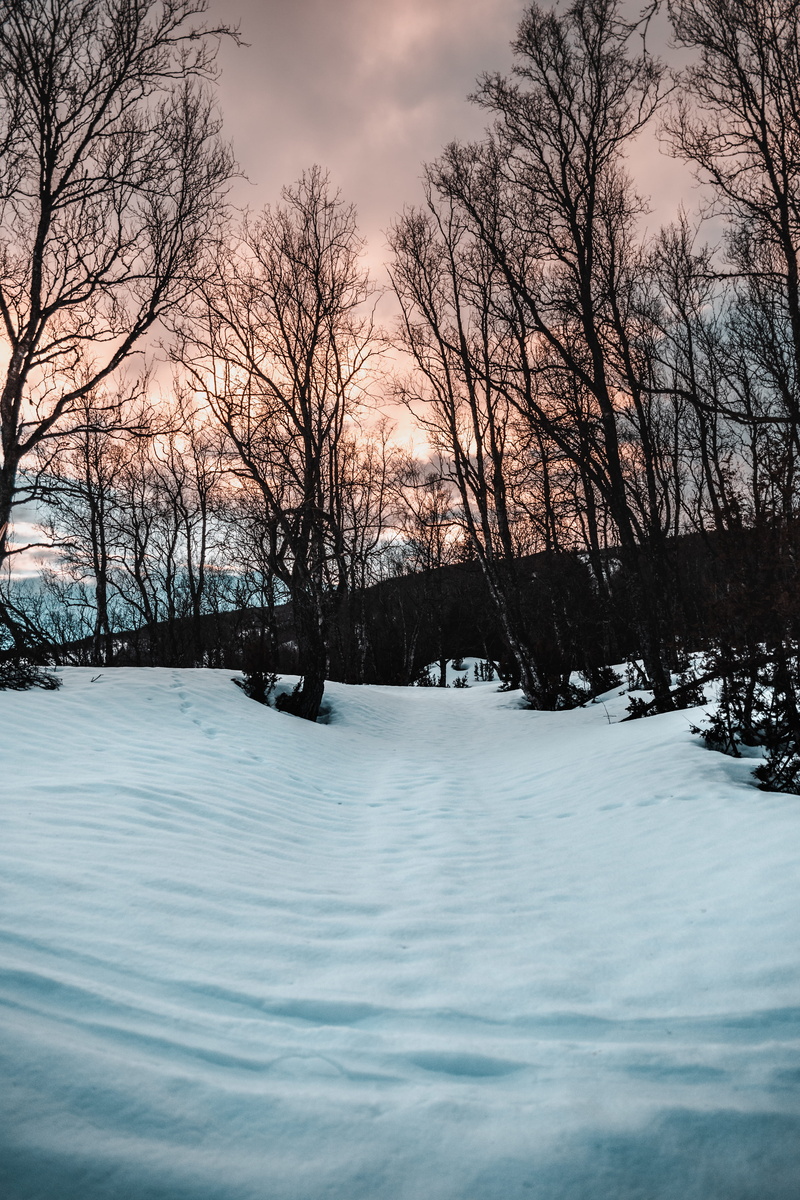 sky, nature, scenics - nature, 5K, daylight, icee, tree branches, sunset, snow, environment, season, icy, snow capped, frost, scenic, bare, tree, scene