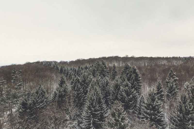 growth, forest, view, copy space, green, trees, tree, ice, cold, clear sky, winter landscape, landscape, outdoors, habitat, frozen, frosty, non-urban scene