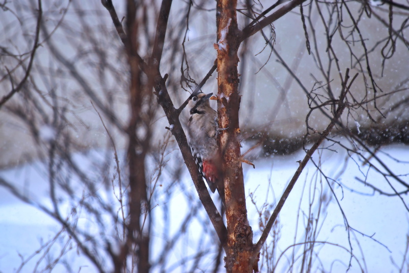icee, grey, close-up, beauty in nature, trees, landscape, winter landscape, frost, plant, cold temperature, snowy, bare tree, bird, outdoors, closeup, ice