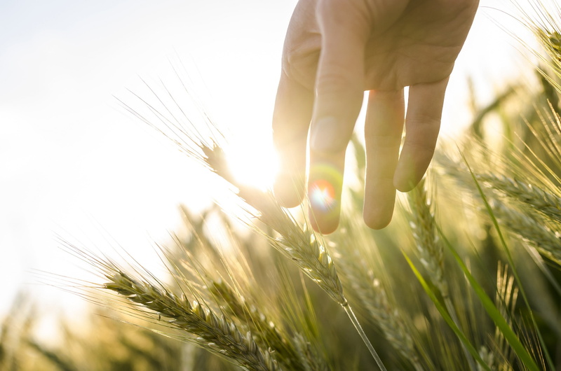 green, hand, human body part, wheat, land, human hand, rural scene, plant, 2K, one person, ears, close-up, lens flare, body part, growth, outdoors, the sun