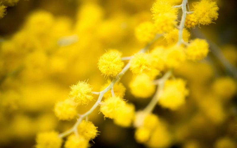 flower head, flower, vulnerability, growth, petaled, nature, yellow flowers, plant, land, flowering plant, macro, selective focus, beauty in nature, plants
