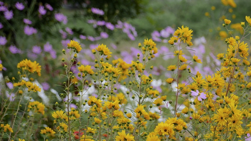yellow flowers, vulnerability, petal, close-up, outdoors, flower, 1080P, flowering plant, purple, flowers, selective focus, plant, nature, no people, field
