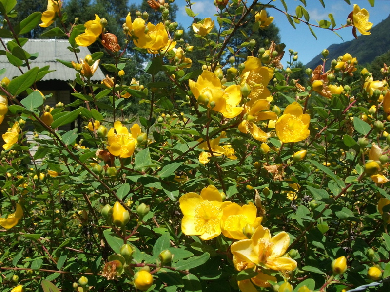 outdoors, plant, flower, nature, yellow flowers, vulnerability, 1080P, leaf, flowering plant, growth, petal, plant part, yellow, no people, fragility