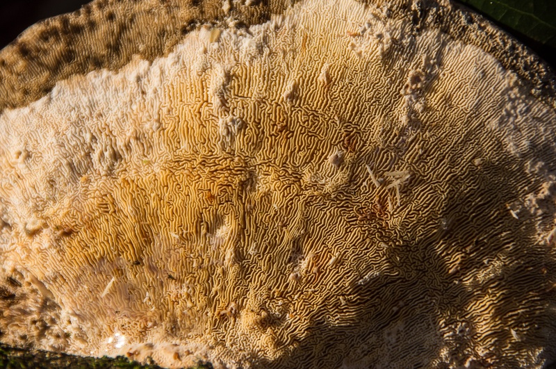 animal, detail, backgrounds, marine, beauty in nature, cream, indoors, australia, textile, brown, 2K, full frame, textured, rough, pattern, sunlight, close-up