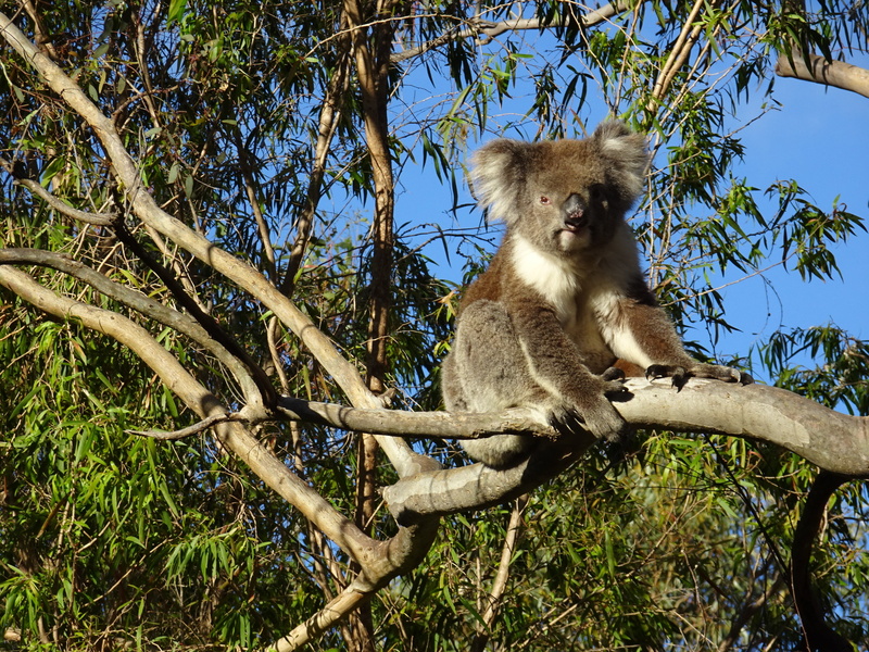 no people, australia, animal themes, photo, one animal, low angle view, sitting, brackets set, wildlife, outdoors, tree, 2K, forest, sunlight, marsupial