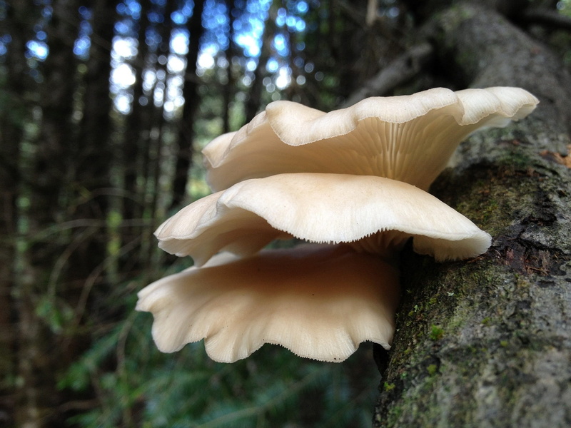 nature, surface level, fragility, focus, white color, woodland, tree trunk, food, bracket fungi, 1080P, land, photography, edible mushroom, fungi, mushrooms