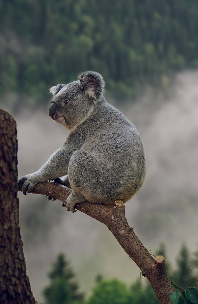 monkey, 2K, sweet, purry, bushy, animal themes, sitting, australia, brackets set, day, diprotodontia, focus on foreground, primate, australidelphia, eucalyptus leaves