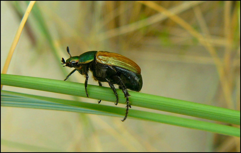 animal world, nature, probe, one animal, animals in the wild, beetle macro, fauna, flora, animals, outdoors, Insect, green color, focus on foreground, close-up