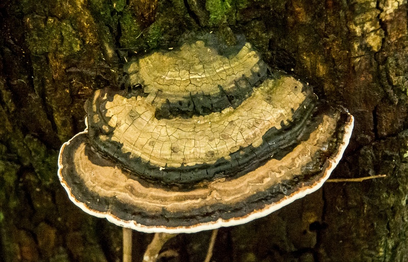 australia, tree trunk, plant, marine, animal, brown, fungus, solid, outdoors, water, white, trunk, close-up, reptile, animal themes, bracket, pattern, bark
