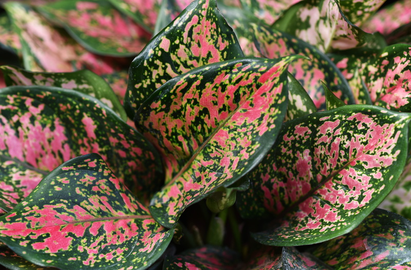 backgrounds, healthy eating, green color, 5K, tropical, aglaonema, retail, market stall, wellbeing, market, house plants, for sale, food, close-up, focus on foreground