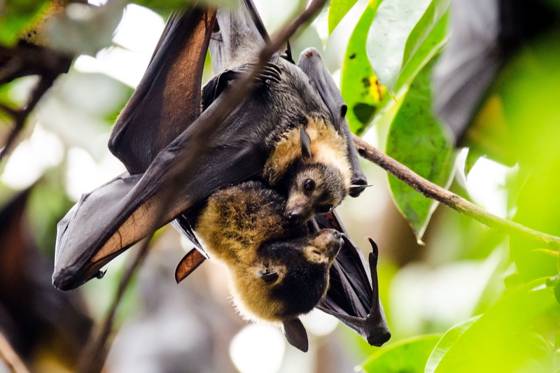 vertebrate, no people, plant, flying foxes, group of animals, animal wildlife, leaf, bat - animal, mammal, tree, hanging, cairns, young animal, bird, pup