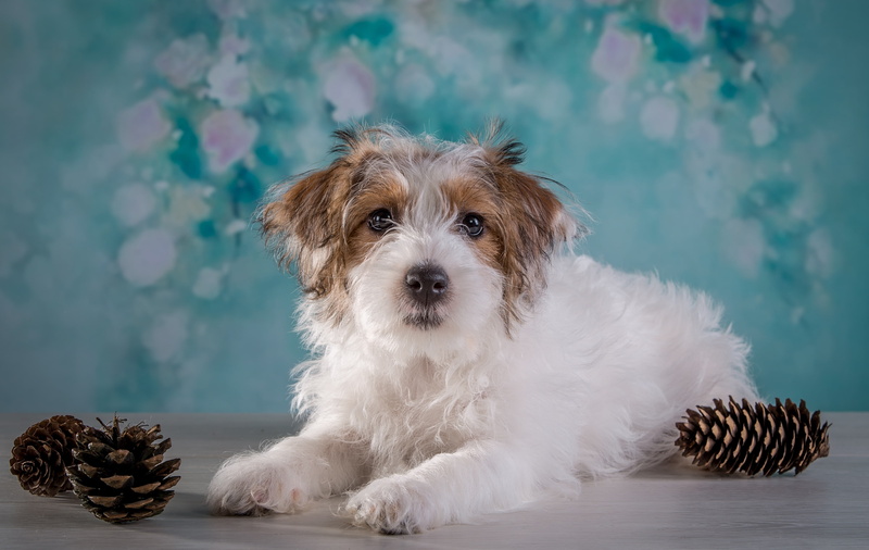 Domestic dog, Cairn Terrier, 4K, Fluffy dog, 4K