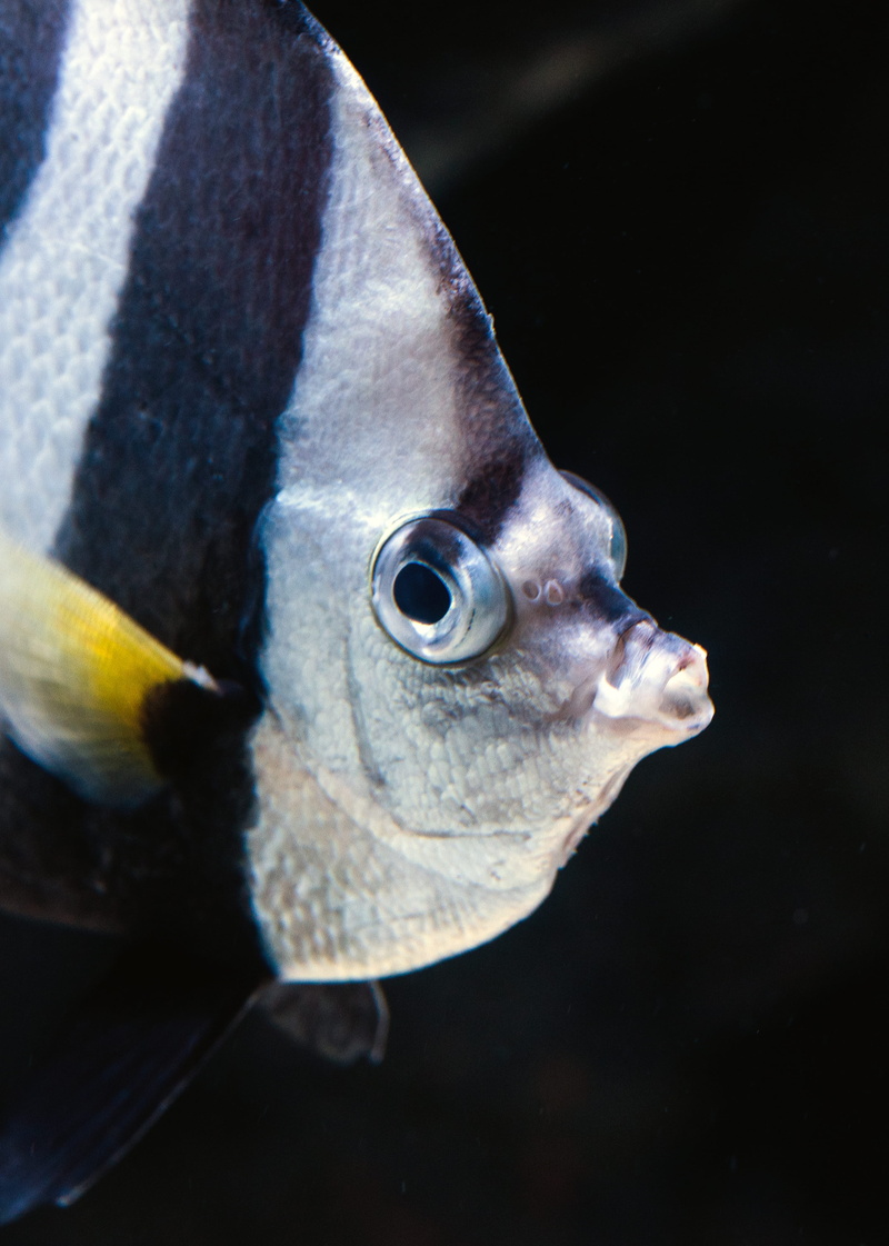 underwater, animal head, sea life, cairns city, saltwater fish, animal themes, close-up, nature, australia, 4K, fish, undersea, animal body part, black