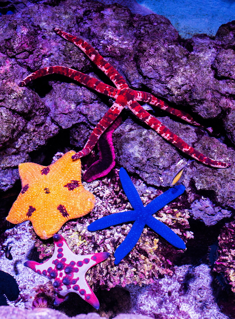high angle view, no people, seastar symphony, underwter, nature, shape, animal, marine, solid, seastars, david clode, close-up, purple, undersea, aquarium