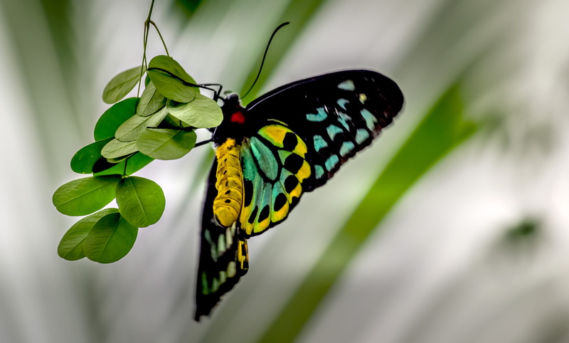 flora, animal markings, biology, perching, animals in the wild, day, beauty in nature, bright, macro photography, cairns, animal themes, 2K, colourful