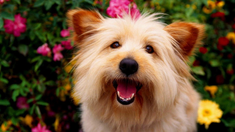 close-up, flower, 1080P, panting, animal, flowering plant, mouth open, small, plant, cairn terrier, domestic, canine, animal body part, animal head, animal tongue